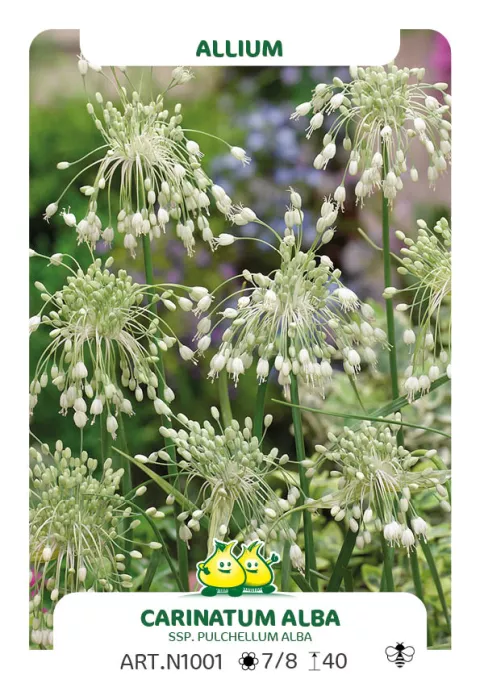 Allium carinatum ssp. pulch. 'Album'