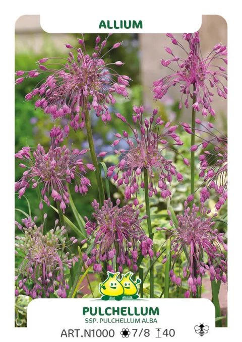 Allium carinatum