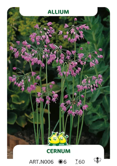 Allium cernum