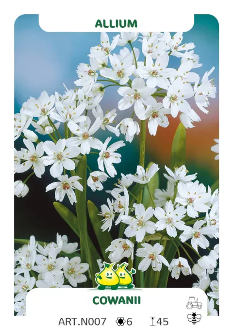Allium 'Cowanii'