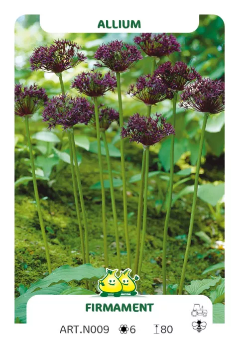 Allium 'Firmament'