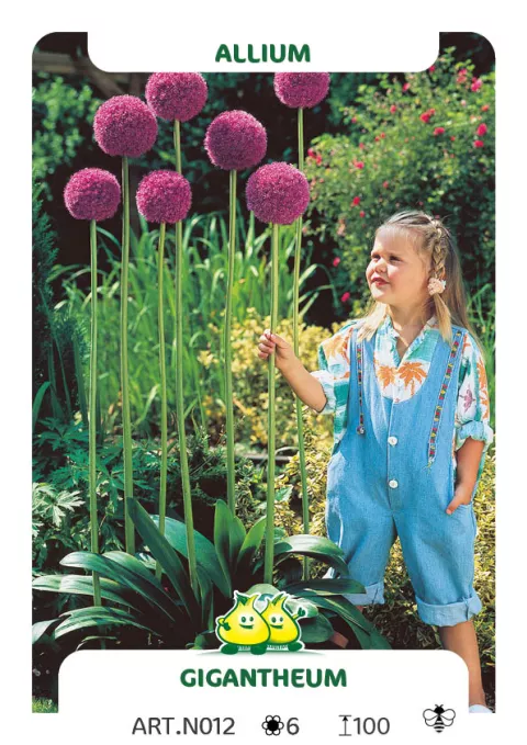 Allium giganteum