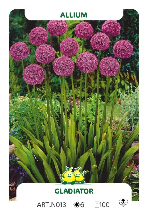 Allium 'Gladiator'