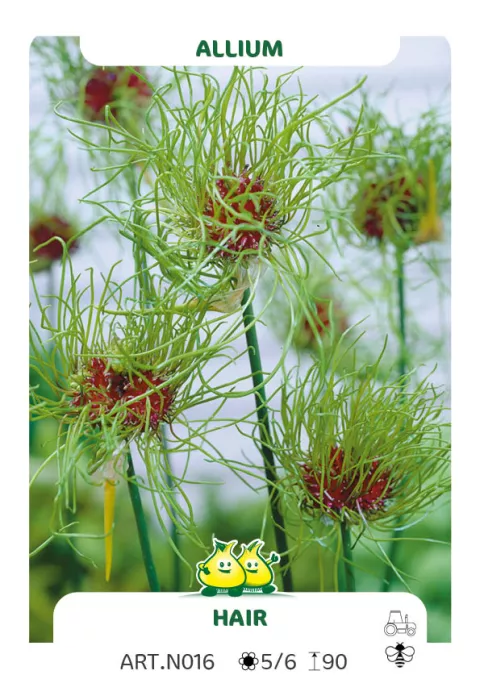 Allium vineale 'Hair'
