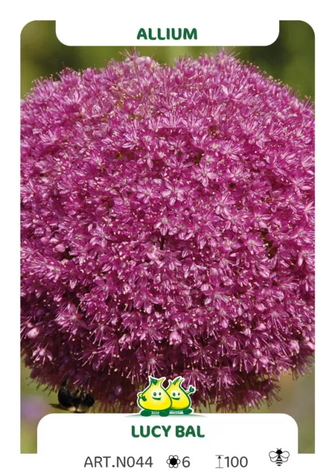 Allium 'Lucy Bal'