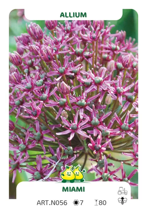 Allium 'Miami'