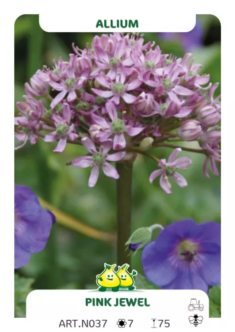 Allium 'Pink Jewel'