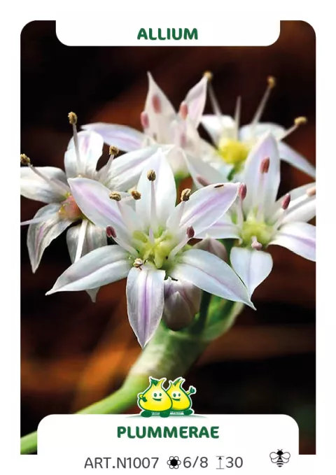 Allium plummerae
