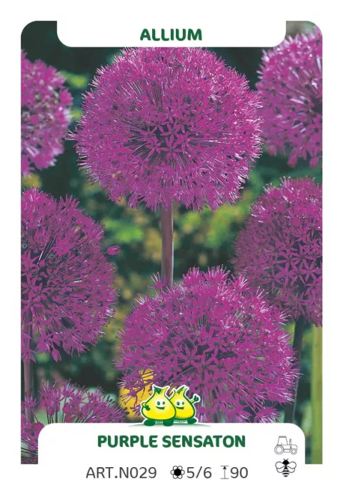 Allium aflat. 'Purple Sensation' Allium aflat. 'Purple Sensation'