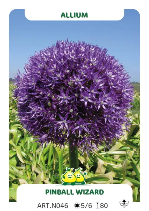 Allium 'Pinball Wizard'