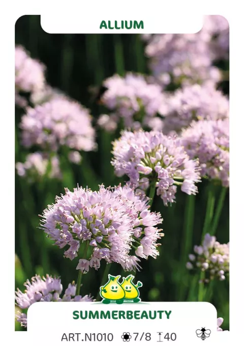 Allium 'Summer Beauty'