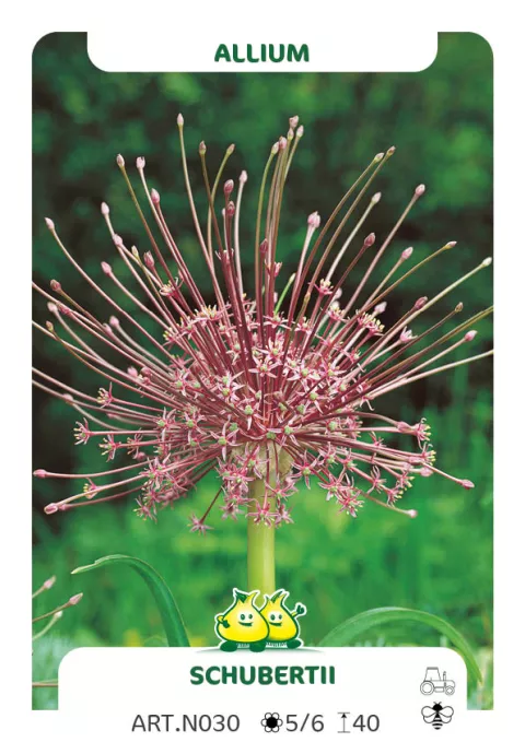 Allium schubertii