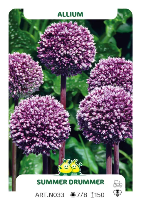 Allium 'Summer Drummer'