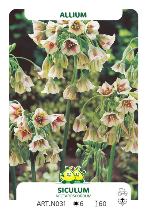 Allium 'Siculum'