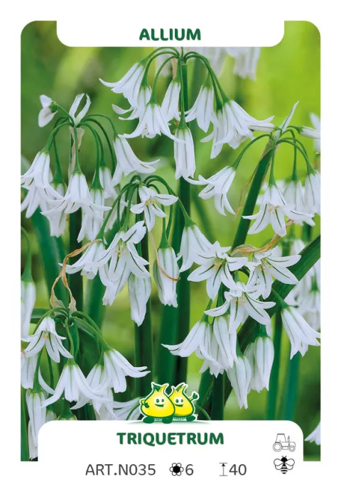 Allium triquertum