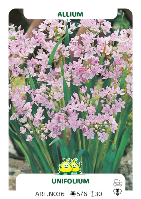 Allium 'Unifolium'