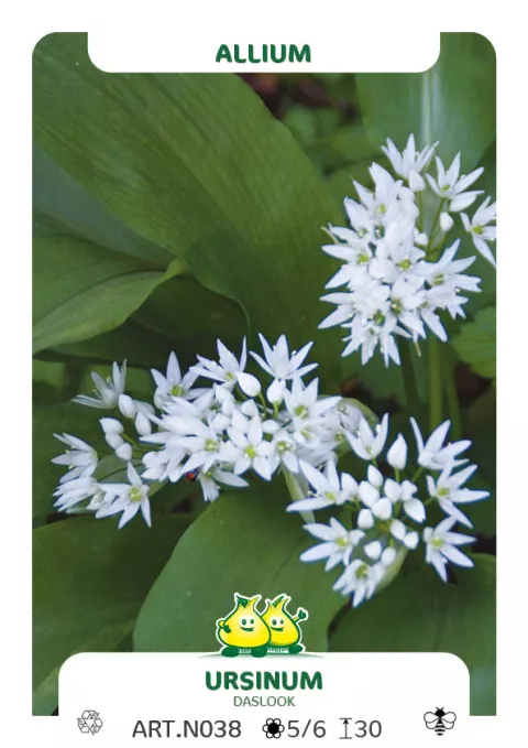 Allium ursinum