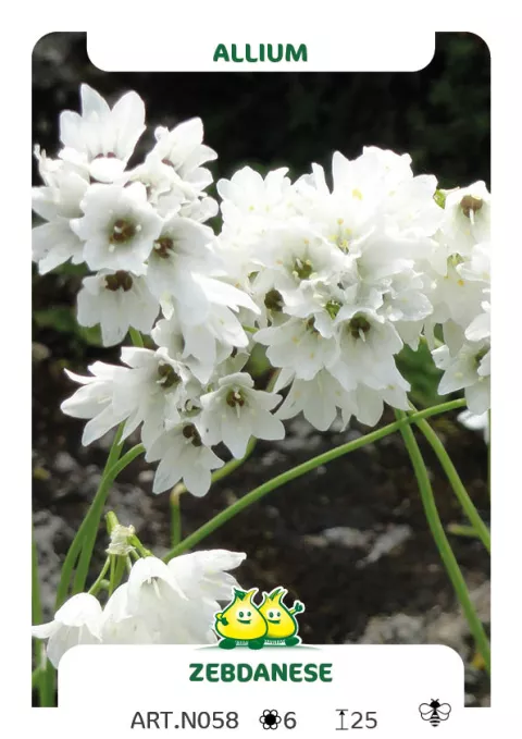 Allium 'Zebdanense'