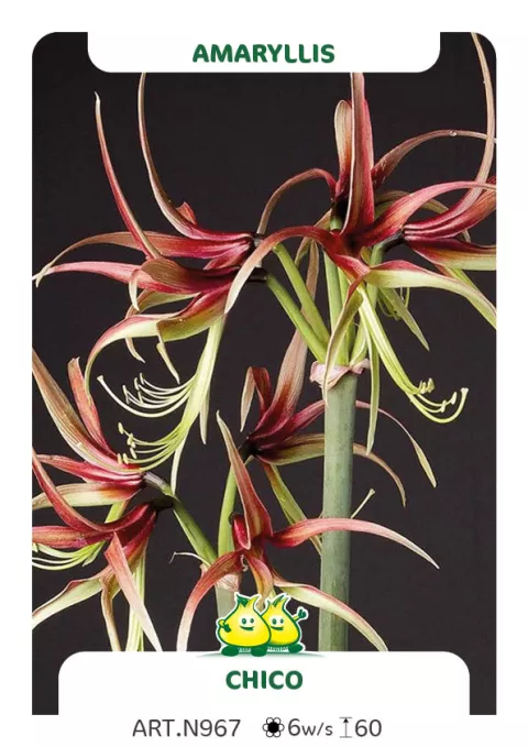 Amaryllis 'Chico'
