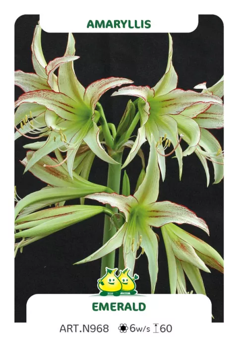 Amaryllis 'Emerald'