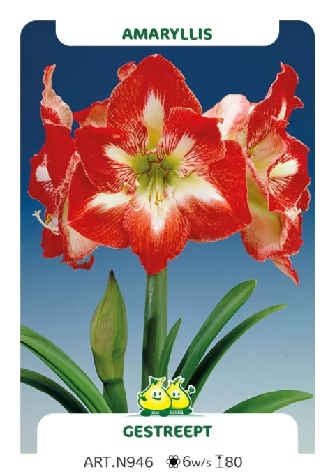 Amaryllis gestreept