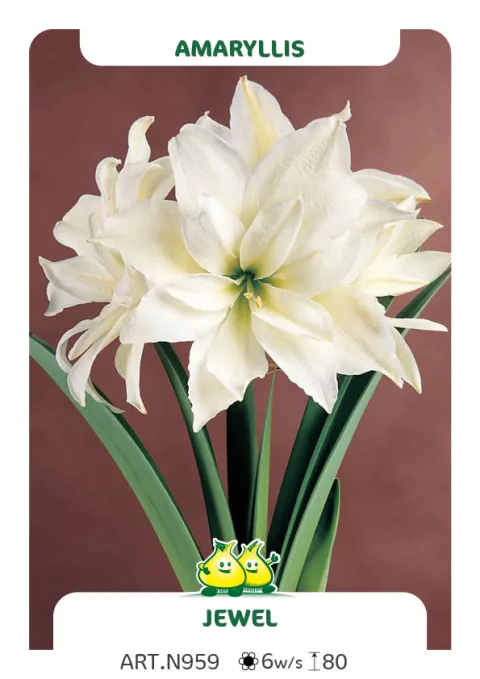Amaryllis 'Jewel'
