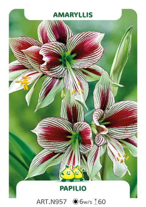 Amaryllis 'Papilio'