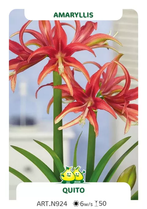 Amaryllis 'Quito'