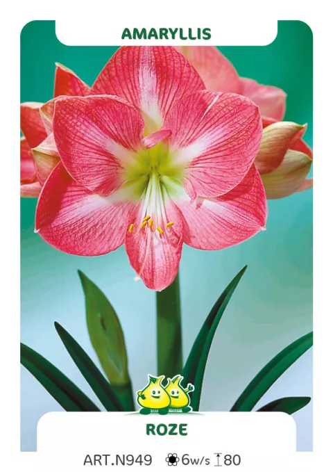 Amaryllis roze