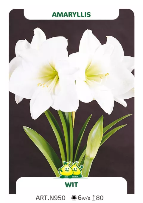 Amaryllis wit