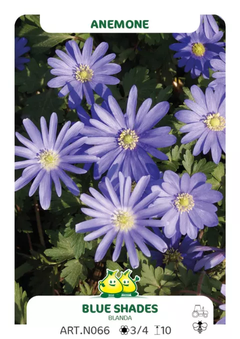 Anemone blanda 'Blue Shades'