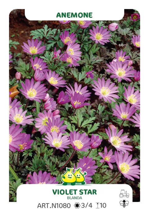 Anemone blanda 'Violet Star'