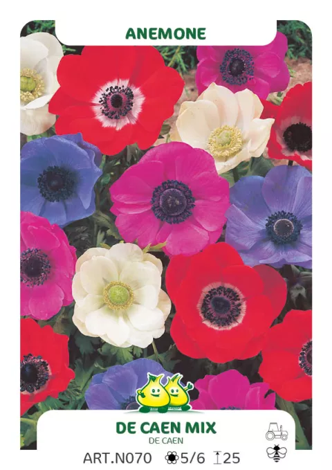 Anemone De Caen 'Mix'