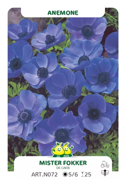 Anemone cor. 'Mister Fokker'
