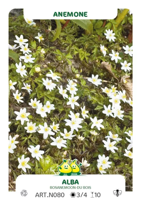 Anemone nem. 'Alba'