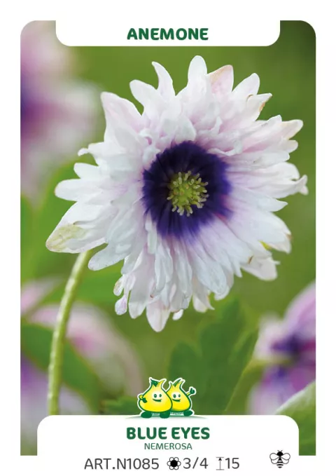Anemone nem. 'Blue Eyes'