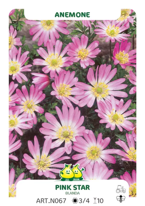 Anemone blanda 'Pink Star'