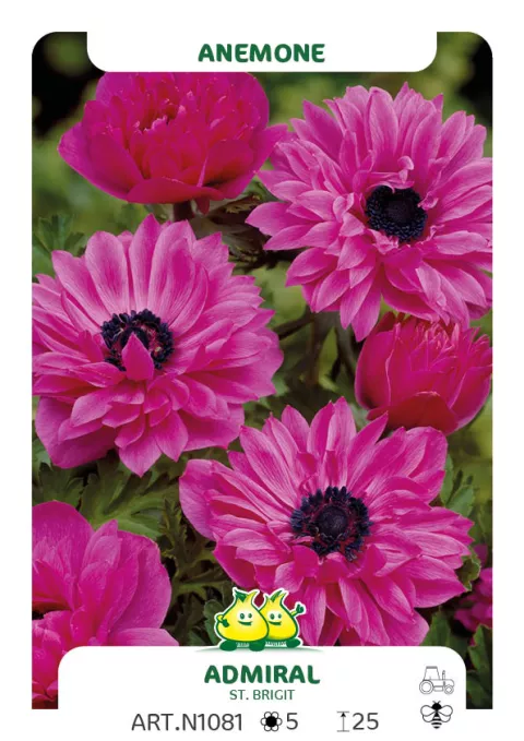 Anemone 'St. Brigid Admiral'