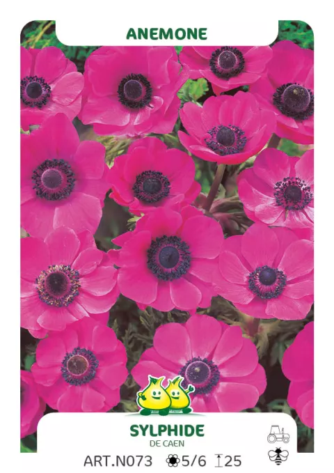 Anemone 'Sylphide'