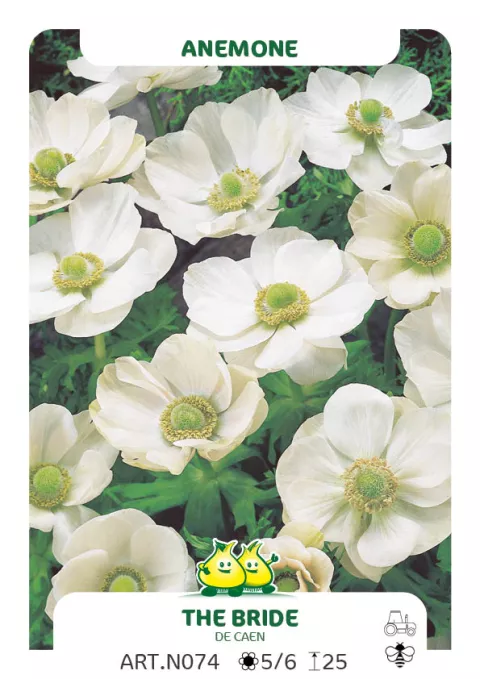 Anemone 'The Bride'