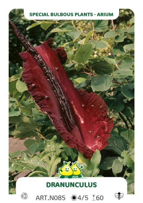 Arum dracunculus