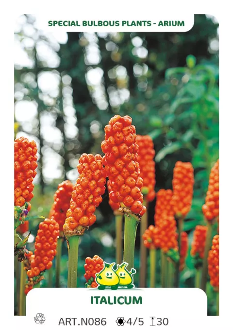 Arum italicum Arum italicum