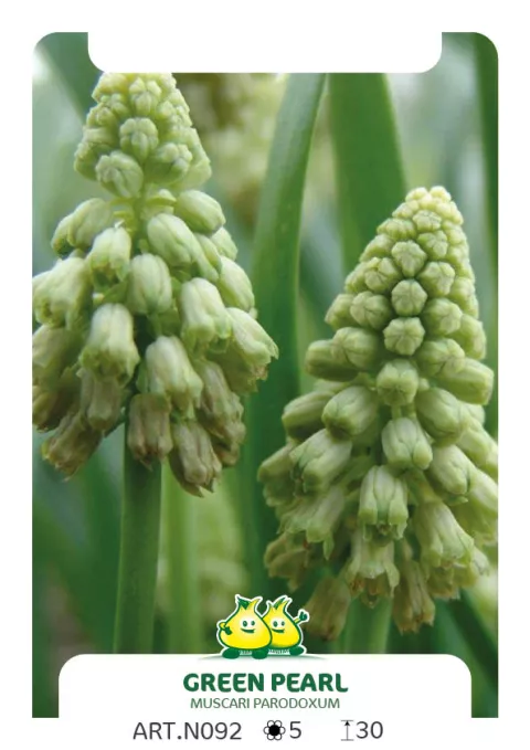 Bellevalia pycnantha 'Green Pearl' Bellevalia pycnantha 'Green Pearl'