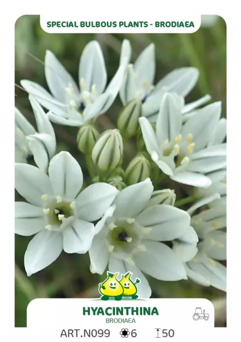 Brodiaea hyacinithina