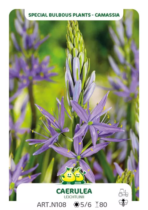 Camassia leichtlinii 'Caerulea' Camassia leichtlinii 'Caerulea'