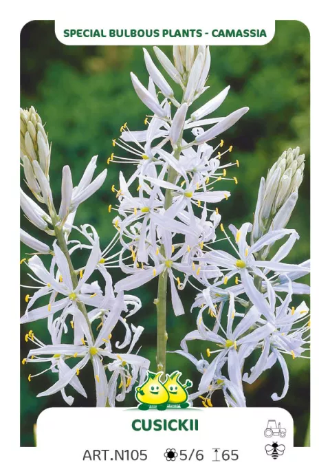 Camassia cusickii