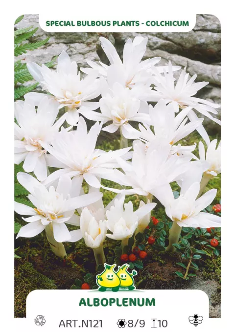 Colchicum autumnale 'Alboplenum'