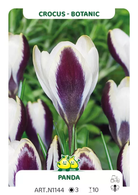 Crocus bot. 'Panda'