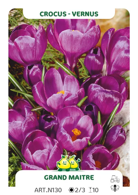 Crocus vernus 'Grand Maître'