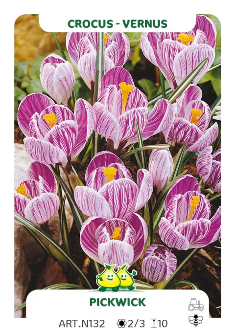 Crocus vernus 'Picwick'